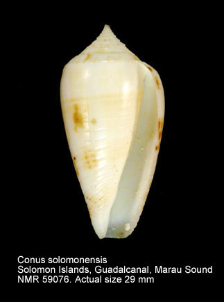 Conus solomonensis.jpg - Conus solomonensisDelsaerdt,1992